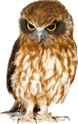 Wise Owl Dating logo